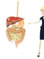 The role of bile in digestion